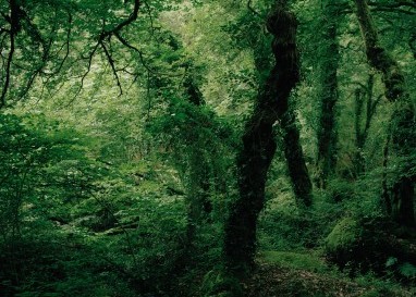 Einen Schritt, zwei Schritte hinein. Und plötzlich verschluckt einen der Wald. (Fotos: Alexander Jaquemet)