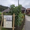 Am Anfang herrscht noch die Idylle vor. (Fotos: Marius Schären)