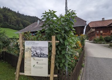 Am Anfang herrscht noch die Idylle vor. (Fotos: Marius Schären)
