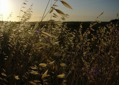 Ökologisch wie ökonomisch sinnvoll: Die Gebrüder Graf produzieren in Kreislaufwirtschaft Getreide