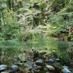 Ein paradiesisches Stück Auwald im Emmental, das fast an den Garten Eden erinnert