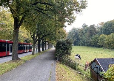 Mitten in der Stadt Bern grasen Kühe und bimmeln ihre Glocken. Fast wie Ferien in den Bergen!