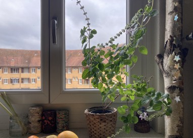 Adventskalender Türchen 5: Ein sommerlicher Gast am Küchenfenster, der länger bleiben wollte 